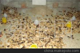 常年出售江蘇淮安優(yōu)質(zhì)草雞苗 品質(zhì)保障，專業(yè)供應(yīng)